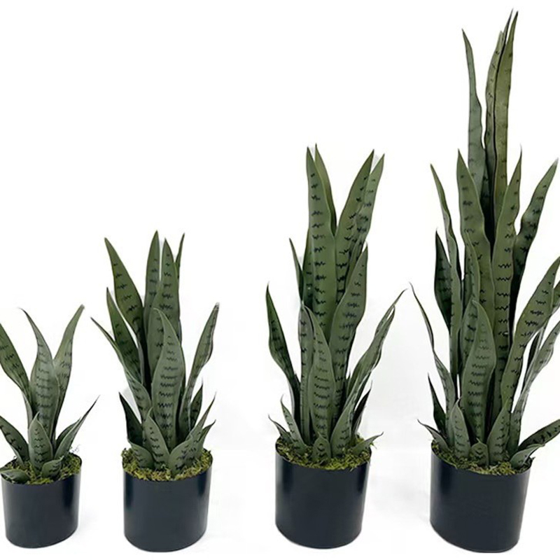 ต้นงูเหลือมปลอมขนาด 40-100 ซม. - Ficus Lyrata Tree บทวิจารณ์และราคา